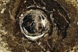 Polished Fossil Stromatolite Colony on Petrified Wood - Utah #365928-1